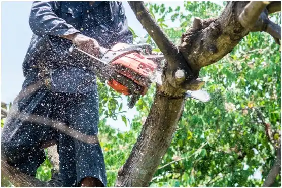 tree services Issaquah